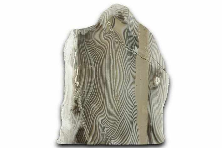 Polished Striped Flint Stand Up - Poland #334951